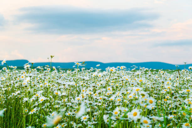 istock Field of wild daisies 1306274765