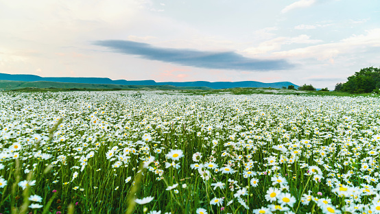 Large field of wild daisies in the countryside, panorama