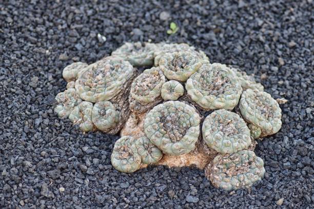 False peyote (Lophophora of fear) False peyote (Lophophora fricii) has a very limited range around the lagoon near Viesca in the state of Coahuila, Northern Mexico. peyote cactus stock pictures, royalty-free photos & images