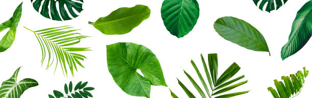 istock More beautiful exotic tropical leaves, isolated leaf background 1306274870