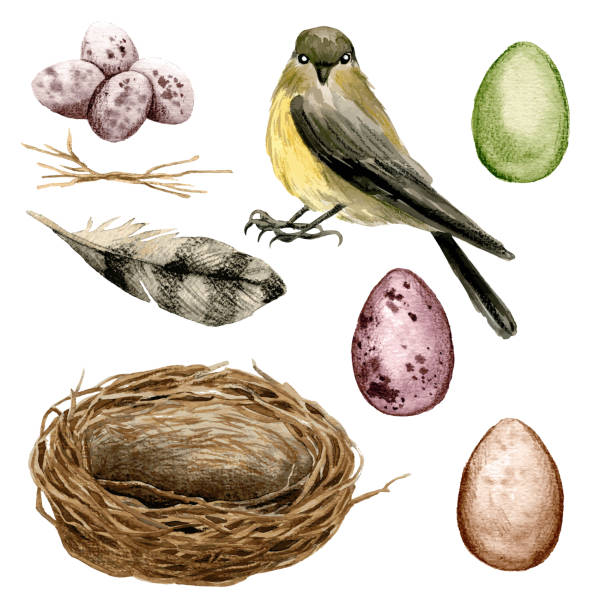 птица с гнездом и яйцами, пасхальный декор - easter nest stock illustrations
