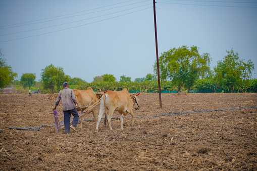 young indian farmer plowing at field