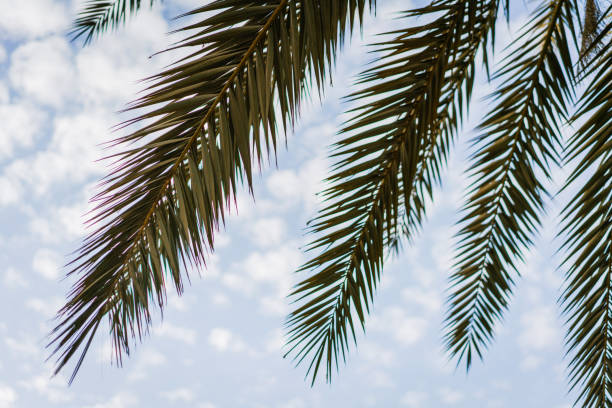 Date palm tree leaf on the background of blue sky