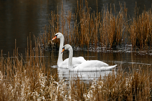 Daytime side view close-up of a white mute swan family, swimming by in a pond with green vegetation reflecting in the water - the six 9-days old cygnets are swimming ahead