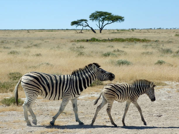 istock Mother Zebra and her Baby 1306279970