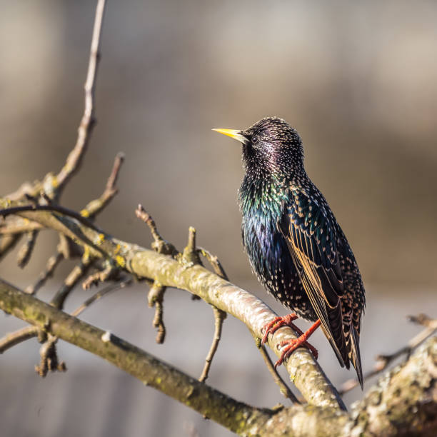 istock A beautiful common starling nesting in the garden. Starling singing and nesting in the spring. 1306280587