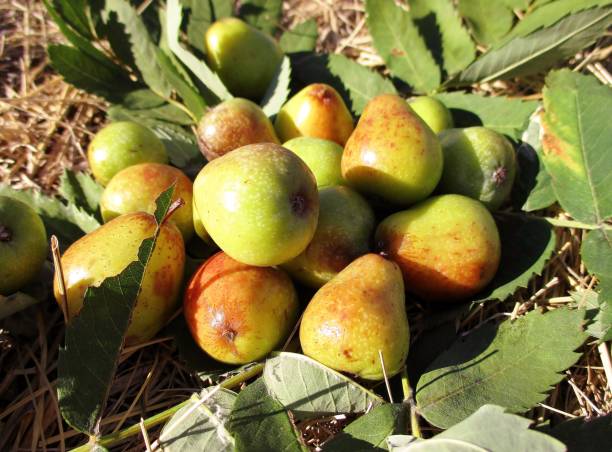 Service-tree fruits (Fr:cormes) in the sun Horizontal plane very close outdoors sunny fruits and leaves of cormier (Sorbus domestica) placed on the dry grass. Mercurey, Burgundy, France. August 2020 agroforestry stock pictures, royalty-free photos & images