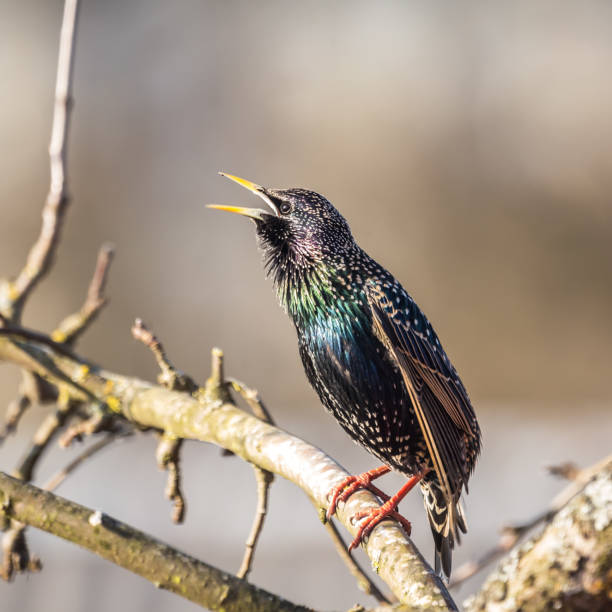 istock A beautiful common starling nesting in the garden. Starling singing and nesting in the spring. 1306280626