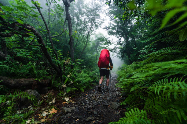 istock Hiker on the walk in the mysterious forest 1306281613