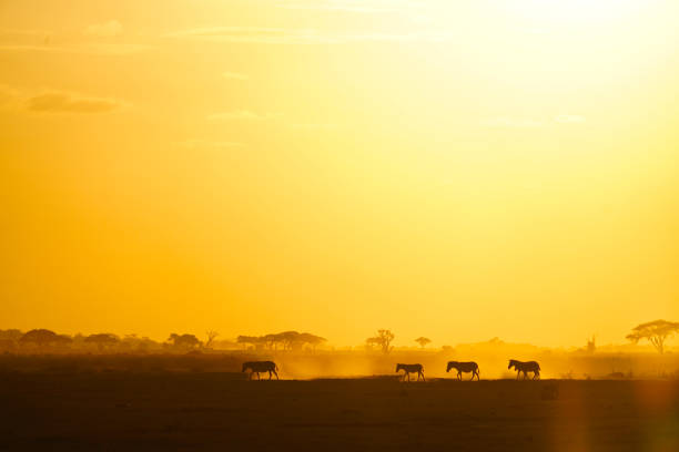 Silhouette of a small group of zebras just before sunset, taken in Amboseli National Park, Kenya