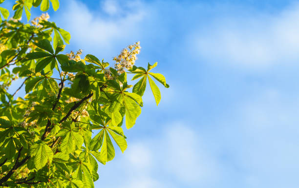istock Blooming horse chestnut tree, Castanea. White flowers 1306282269