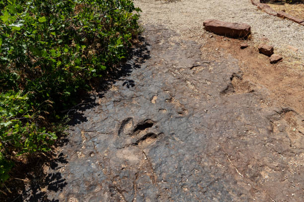 istock Dinosaur footprint: paleontologist at work in South West USA 1306284253