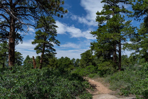 istock Dinosaur footprints in a forest in South West USA 1306284282
