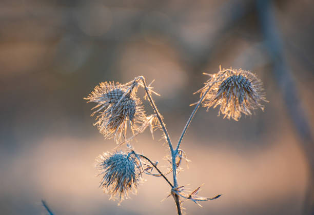 istock Bright flora on the background of the sunset sun for background 1306284286