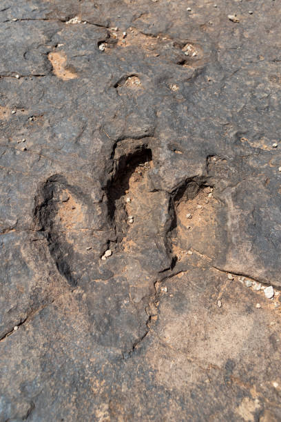 istock Dinosaur footprint: paleontologist at work in South West USA 1306284288
