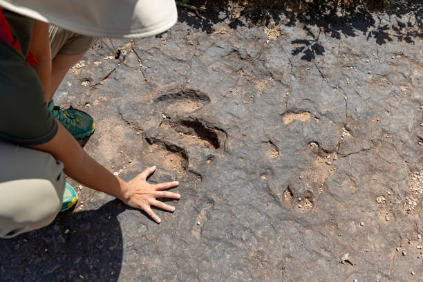 Dinosaur footprint: woman paleontologist at work in South West USA Adventures in the Southwest USA, paleontologist at work canyonlands national park stock pictures, royalty-free photos & images