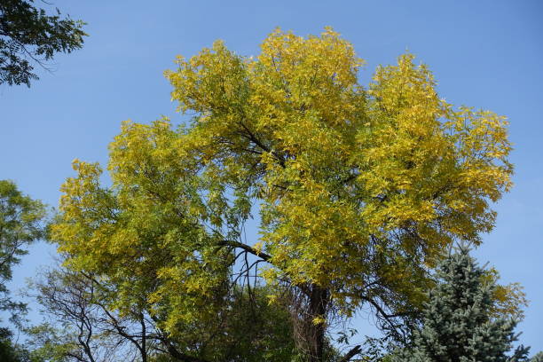 corona di fraxinus pennsylvanica contro il cielo azzurro a settembre - sky blue woods park foto e immagini stock