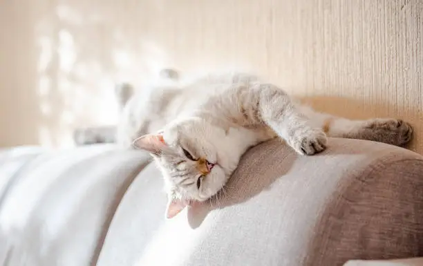 Photo of A cat of white color of the British breed lies on a gray sofa