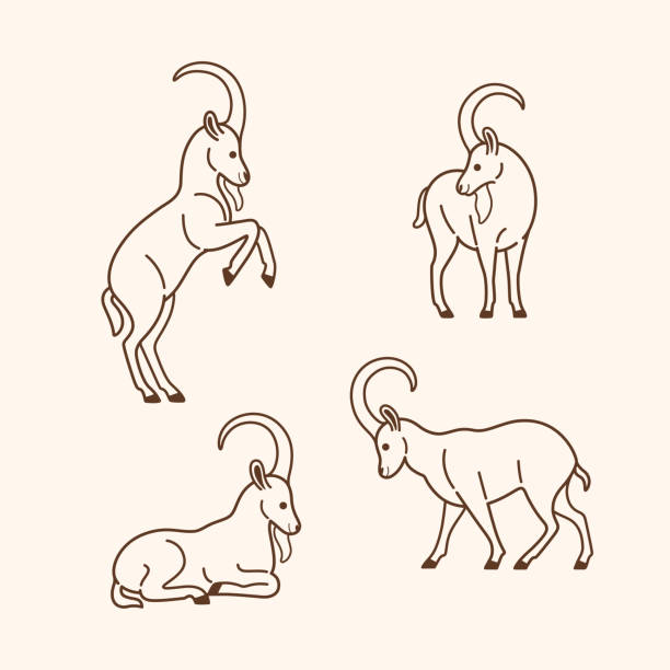 pattern Ibex icon set. Different type of animal. Vector illustration for emblem, badge, insignia. ibex stock illustrations