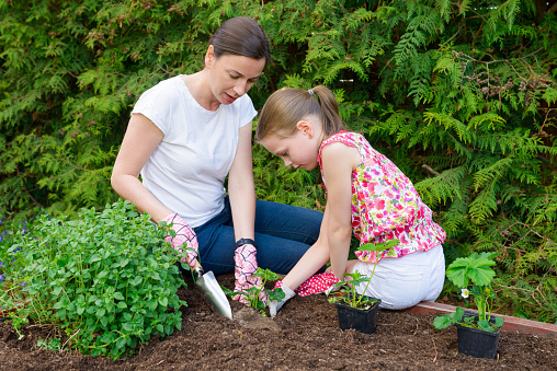 Mother and daughter planting young lettuce seedlings in the vegetable garden