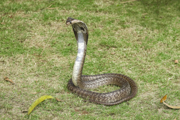 istock Indian Spectacled Cobra on Green Grass 1306287983