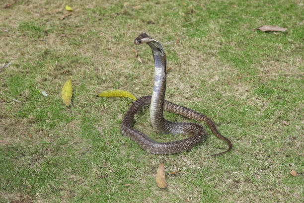 istock Indian Spectacled Cobra on Green Grass 1306288007