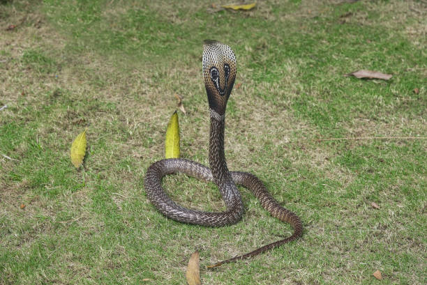 istock Indian Spectacled Cobra on Green Grass 1306288008