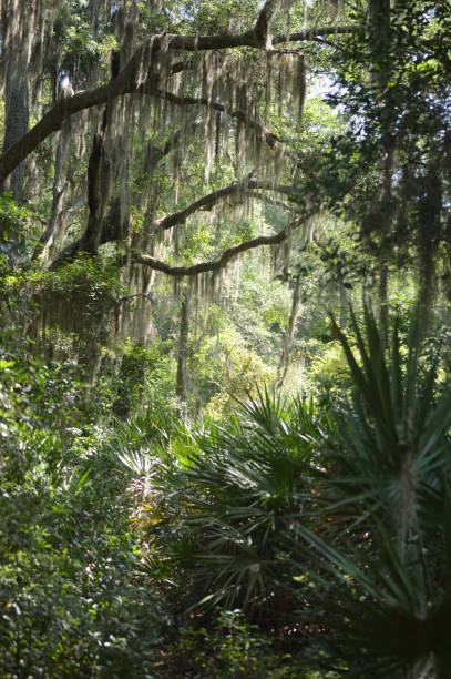 istock Cumberland island views 1306288368
