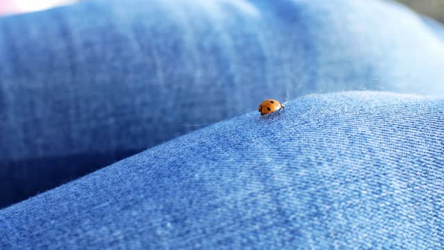 Red ladybug on clothes. Close-up insect ladybug in nature on a bright sunny day. 4K video