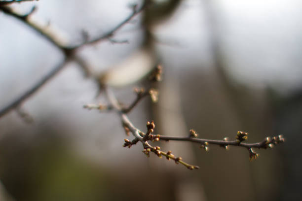 istock close up of cherry tree buds over poetic blurred backyard 1306290332