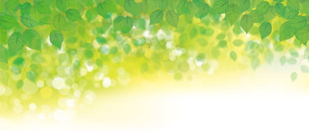 illustrations, cliparts, dessins animés et icônes de fond de bokeh de feuilles vertes vectorielles.  fond vert de nature. - abstract leaf green backgrounds
