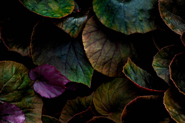 istock Full Frame of Green Leaves Texture Background. 1306290452