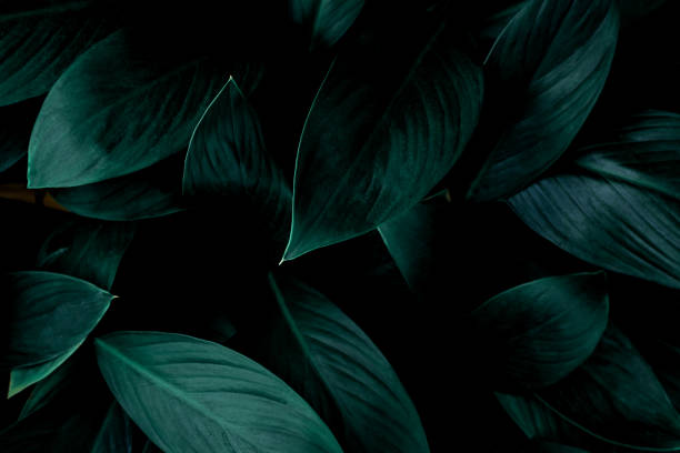istock Full Frame of tropical Leaves Texture Background. 1306290524