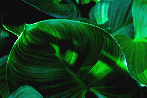 istock Full Frame of Green Leaves Texture Background. 1306291287
