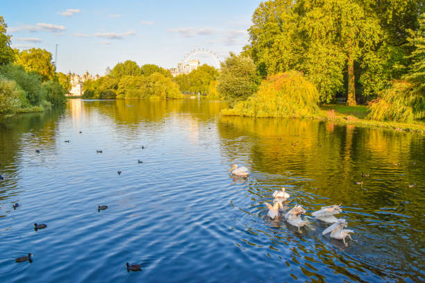 London, United Kingdom - September 11 2020: Scenic view of St James's Park lake with pelicans.