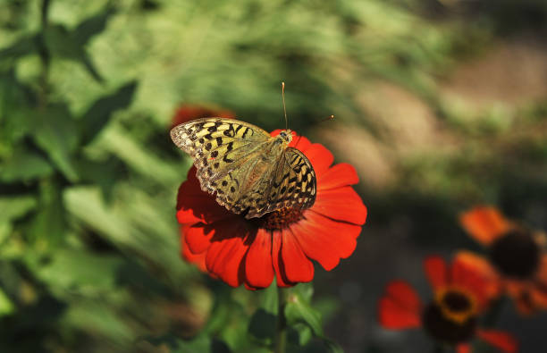 istock Beautiful butterfly on flower. Spring nature background. 1306291341