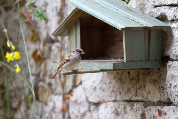 Bird on a gutter, sparrow with blade of grass in its beak, male house sparrow on a gutter, white neutral background
