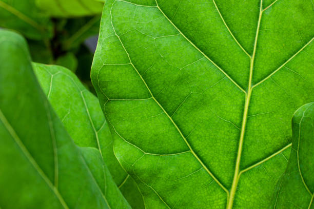istock Closeup Green Leaves Texture Background. 1306291582