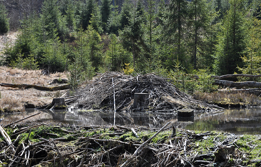 Beavers lodge at pent up water near Frauenau
