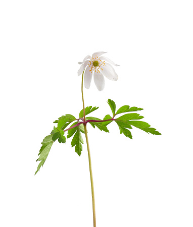 Bloom of wood anemone isolated