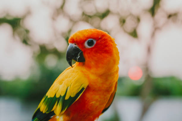 Adorable sun conure parrots on hand