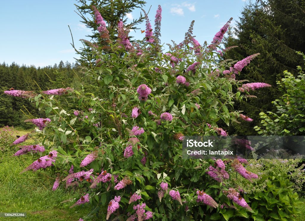 Butterfly bush with many butterflies in the garden Buddleia Stock Photo