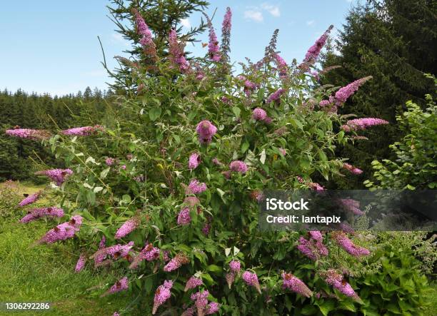 Butterfly Bush With Many Butterflies In The Garden Stock Photo - Download Image Now - Buddleia, Agriculture, Backgrounds