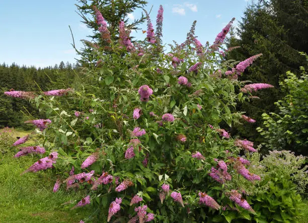 Butterfly bush with many butterflies in the garden