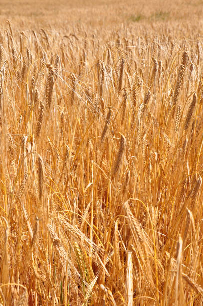 istock Fully ripe field of barley 1306293215