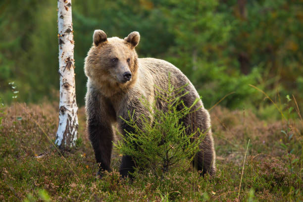 istock Cute brown bear standing behind a small tree in moorland and looking aside 1306293219