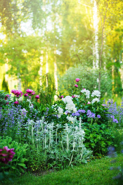 beautiful english style cottage garden view in summer with blooming peonies and companions - stachys, catnip, heranium, iris sibirica. Composition in white and blue tones. Landscape design. beautiful english style cottage garden view in summer with blooming peonies and companions - stachys, catnip, heranium, iris sibirica. Composition in white and blue tones. Landscape design. big ears stock pictures, royalty-free photos & images