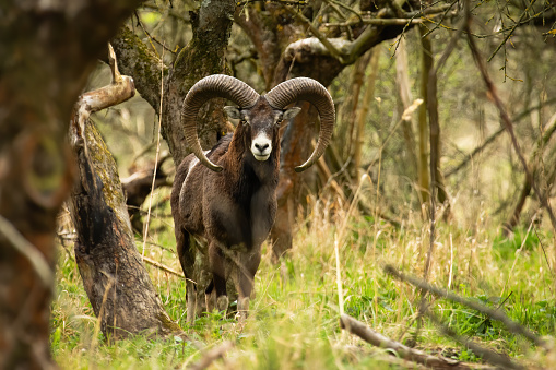 Shy mouflon, ovis orientalis, ram with long curved horns looking into camera inside spring forest. Alert male mammal with brown fur standing among trees from front view with copy space.