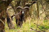 Shy mouflon ram with long curved horns looking into camera inside spring forest