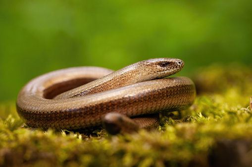 Twisted slowworm basking on a green mossy rock in springtime nature.